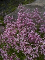 Saxifraga umbrosa var primuloides Skalnica cienista